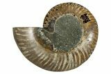Cut & Polished Ammonite Fossil (Half) - Deep Crystal Pockets #344414-1